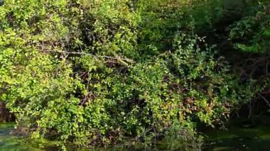 Keoladeo Kuş Sığınağı, Bharatpur 'da, yoğun, canlı yeşil yapraklı çalılar ve karışık dallar alglerle kaplı bir sulak alanda asılı duruyor..