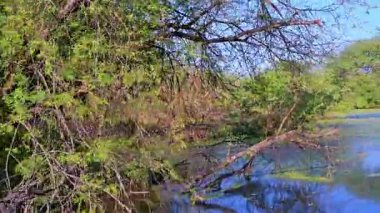 Keoladeo Kuş Sığınağı, Bharatpur 'da, sık yeşil yapraklar ve uzun sararmış kamışlarla çevrili, mavi, alglerle kaplı bir bataklık boyunca uzanan çıplak bir ağacın dalları..