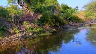 Güneş ışığı, Keoladeo Kuş Sığınağı, Bharatpur 'da durgun, alglerle kaplı bir gölete bakan sarmaşık ve yoğun çalıları aydınlatır..