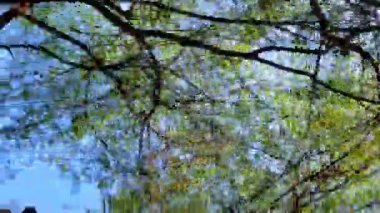 Ağaç gövdelerinin karmaşık, karanlık silueti ve narin, tüylü yapraklar Keoladeo Kuş Sığınağı, Bharatpur 'da berrak ve canlı bir mavi gökyüzü boyunca uzanıyor..