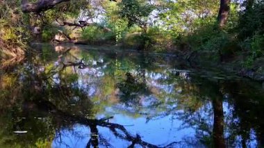Derin gölgeler ve parlak gölgeler, Keoladeo Kuş Sığınağı, Bharatpur 'un cam yüzeyinde gökyüzü ve ağaçların yansıtıldığı dar bir su yolu boyunca karşıtlık oluşturuyor..