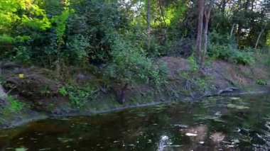 Dar, sakin bir su yolu gür, ağaçlık bir setin, yoğun yeşil ağaçların arasından süzülen güneş ışığının ve Keoladeo Kuş Sığınağı, Bharatpur 'daki dalgalı sulardan yansıyan.