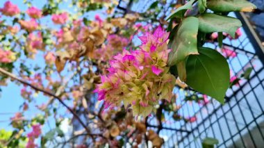 Pembe ve soluk yeşil bougainvillea çiçekleri yapraklı dallara yayılmış, tel çitlere yaslanmış ve mavi gökyüzü, katmanlı yapraklar ve yapraklar ile canlı bir açık hava manzarası yaratıyor..
