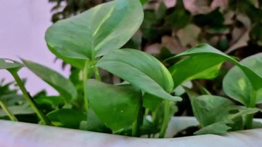 Bir Pothos bitkisinin kalp şeklindeki yeşil ve sarı yaprakları beyaz bir bitki kutusundan yoğun, koyu yeşillik ve soluk lavanta bir duvarın arka planına doğru büyürler..