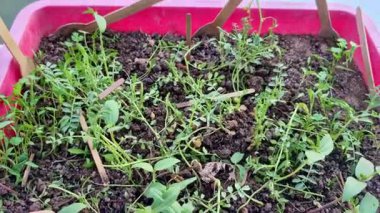 Toprakta yetişen bir tepsi karışık mikro sebze ve bitki tohumu, tahtadan keçeli kalemler ve bir kapta küçük tahta kaşıklarla etiketlenmiş..