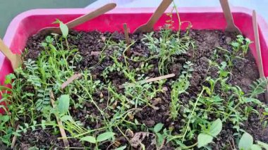 Toprakta yetişen bir tepsi karışık bitki ve mikroyeşil fidan, küçük bir kabın içinde ahşap etiketler ve kaşıklarla işaretlenmiş..