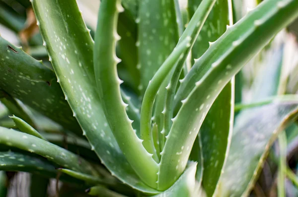 Aloe vera πράσινα στελέχη — Φωτογραφία Αρχείου