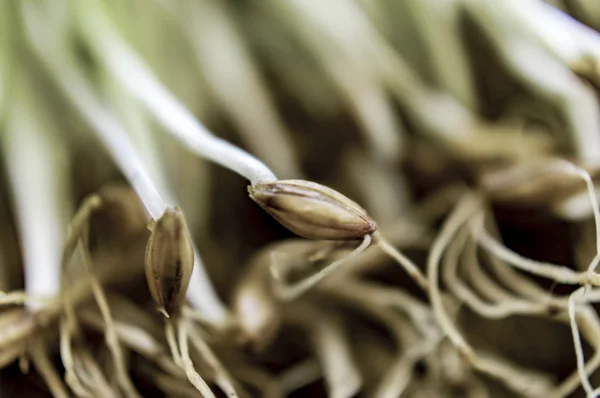 Pochi semi di orzo e germogli — Foto Stock