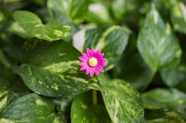 Fusion of real leaves and fake flower