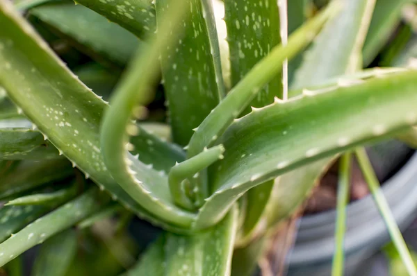 Φυτό aloe vera — Φωτογραφία Αρχείου