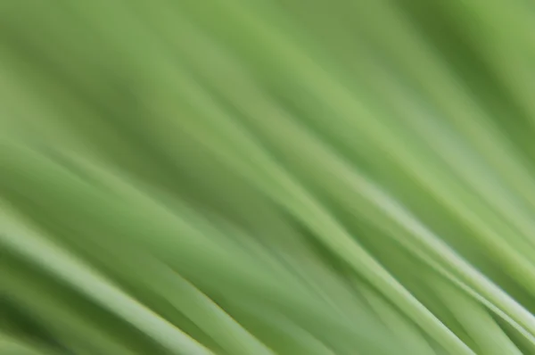 Horizontal and vertical green grass — Stock Photo, Image