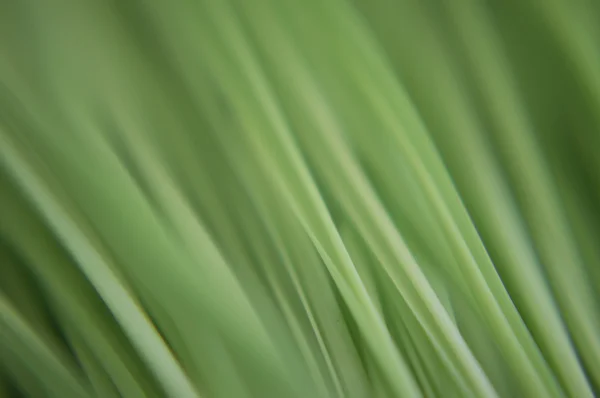 Tiges d'herbe verte — Photo