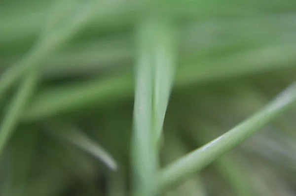 Blur of grass blades — Stock Photo, Image