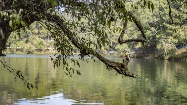 Ağaç dalı ve göl