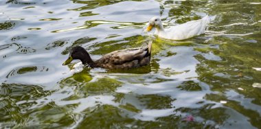 İki beyaz ve gri ördek