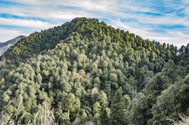 Uzun orman Dağı'nda
