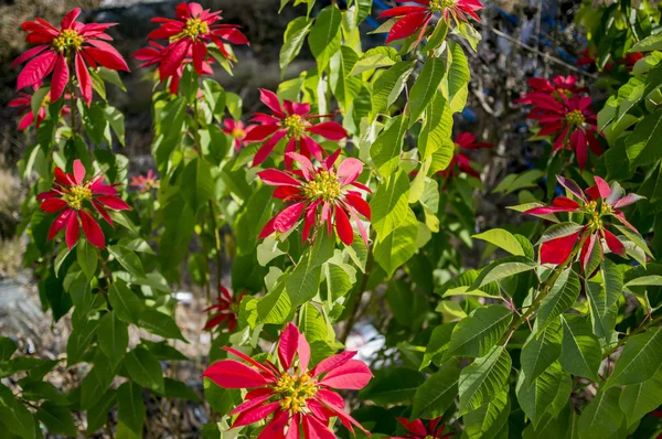 크리스마스 꽃 포 인 세 티아 — 스톡 사진