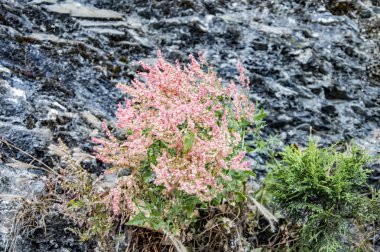 Kayalarda çiçek açan çimen çiçekler