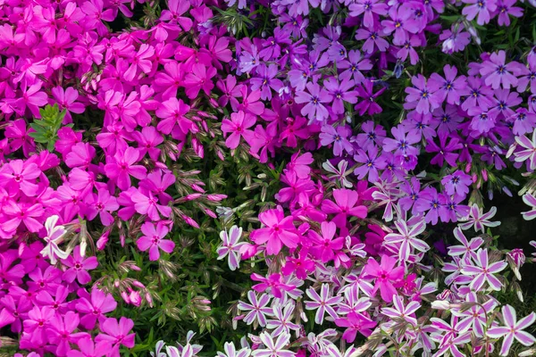 Trzy Kolory Kwiatu Phlox Subulata Obraz Stockowy