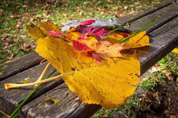 Красные Желтые Осенние Листья Скамейке Парке — стоковое фото
