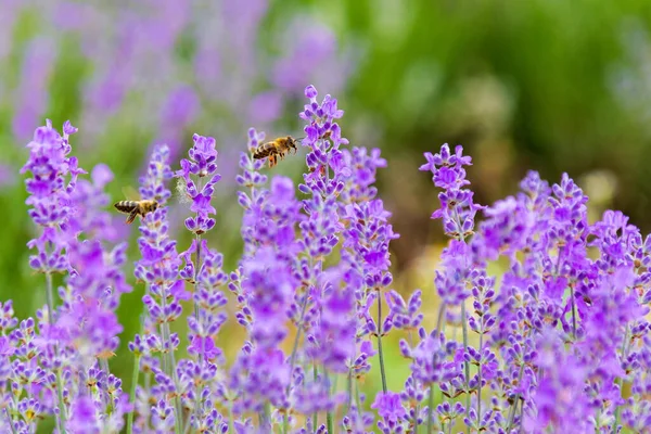 Two Bees Collecting Honey Lavender Flowers — Stock Photo, Image