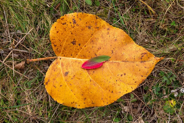 Hojas Amarillas Rojas Otoño Suelo — Foto de Stock