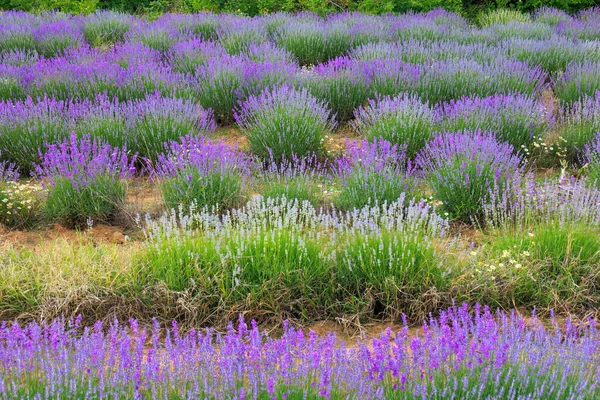 Blue Lavender Herb End Summer Season — Stock Photo, Image