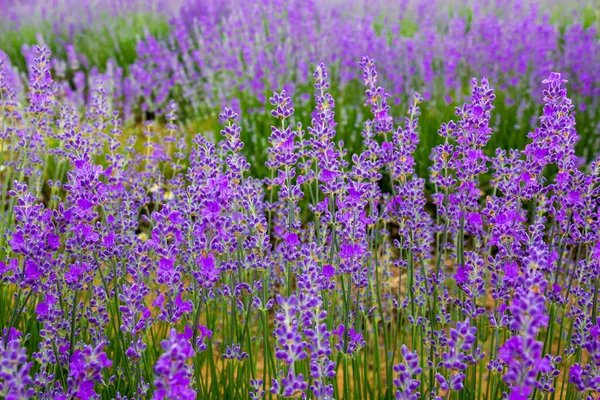 Purple Lavender Flowers Field Closeup Background Wallpaper — Stock Photo, Image