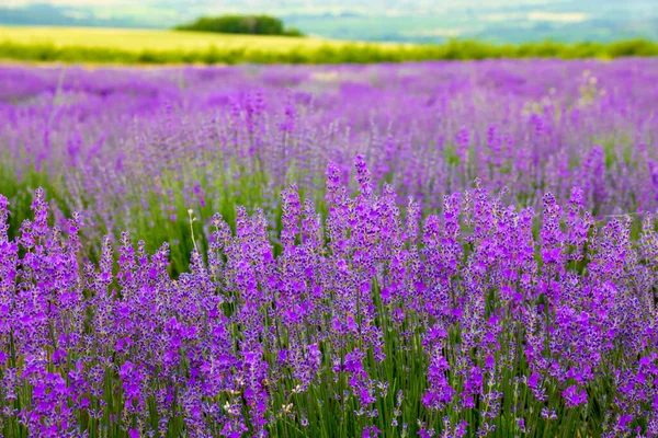 Violeta Lavanda Florescer Campo Infinito — Fotografia de Stock