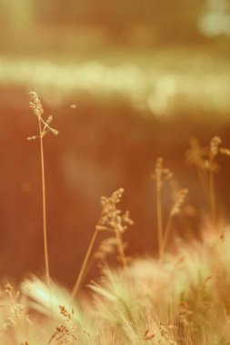 Çimen tarlasının güzel manzarası, dikenli ve güneş ışınlı pembe kır çiçekleri. Kırsal kesimde doğa. Dikey.