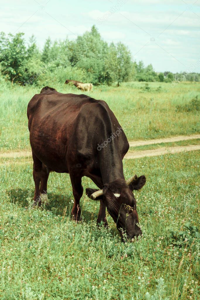 Nature. A dark brown cow grazes in the meadow. Among the bushes, trees and flowers, against the blue sky.