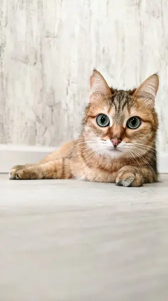 Hafif arka planda Avrupalı kedi