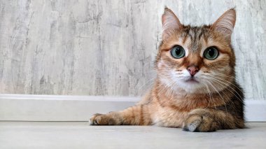 Bir Avrupalı kedi beyaz arka planda poz verir