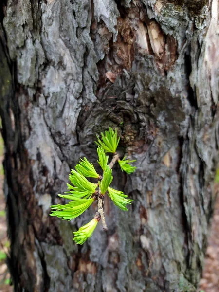 Bagajdan genç bir çam filizi çıkar.