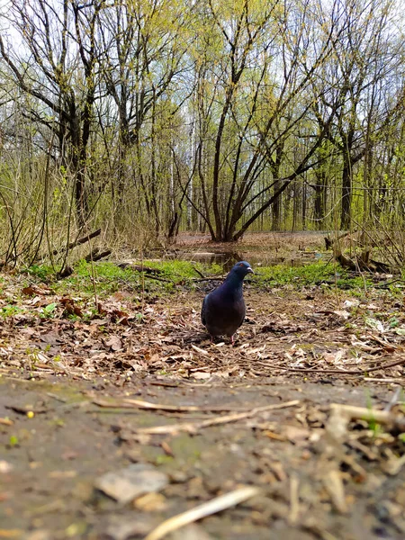 Oaks Park 'taki Güvercin