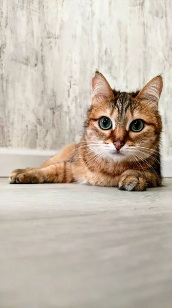 Bir Avrupalı kedi beyaz arka planda poz verir