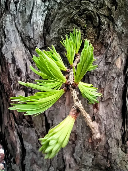 Bagajdan genç bir çam filizi çıkar.