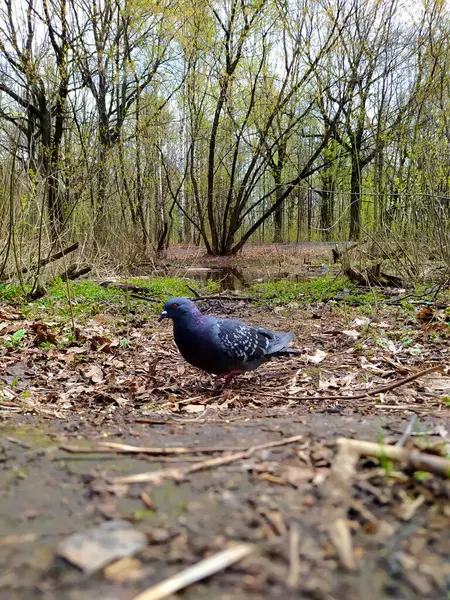 Oaks Park 'taki Güvercin