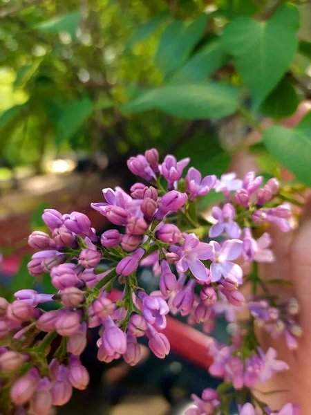 Mayıs 'ta leylak dalı açar