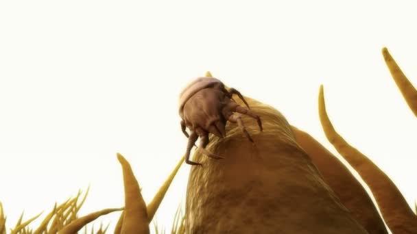 Animation médicale d'un acarien de la poussière 