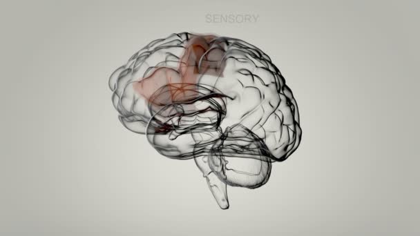 Человеческий мозг и определенные части — стоковое видео