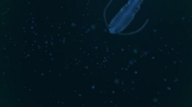 Derin deniz canlılarının