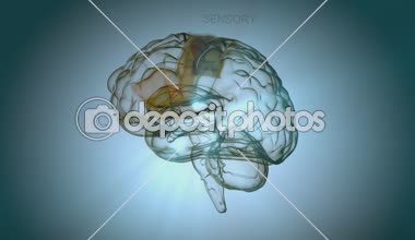 İnsan beyni ve belirli bölümleri