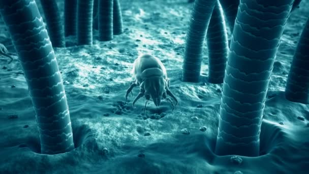 Medical Animation Of A Dust Mite — Stock Video