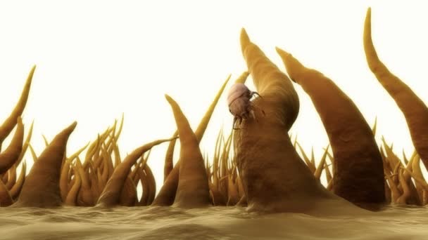 Animation médicale d'un acarien de la poussière 