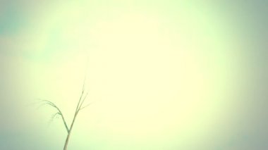 Yalnız ağaç büyüyor