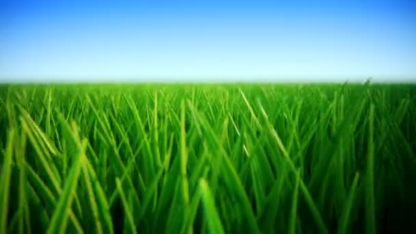 Зеленое травяное поле — стоковое видео