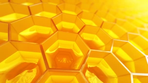 nid d'abeille avec des cellules pleines en plein soleil 