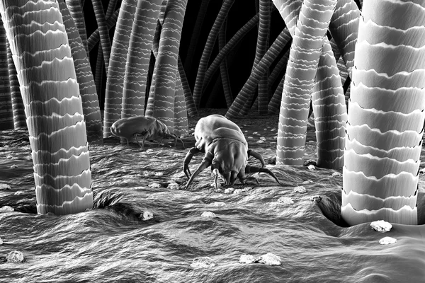 3d Render Of Dust Mite. Allergy House Hygiene Bed — Stock Photo, Image