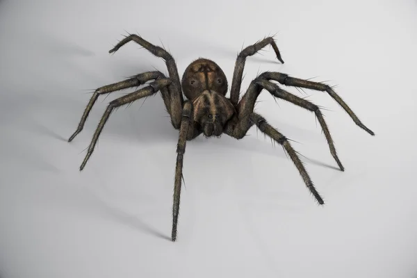 Grote kruipende Spider. — Stockfoto